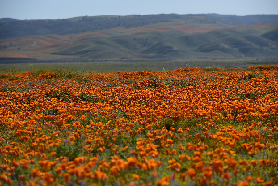 Poppies and Mountains Photograph by Melissa OGara | Fine Art America