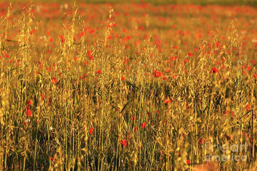 Poppies And Oats Photograph