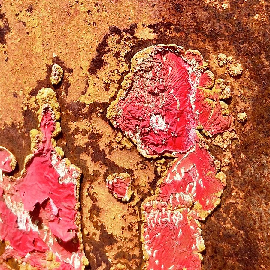 Poppies and Pollen Rust Abstract Photograph by Carla Parris
