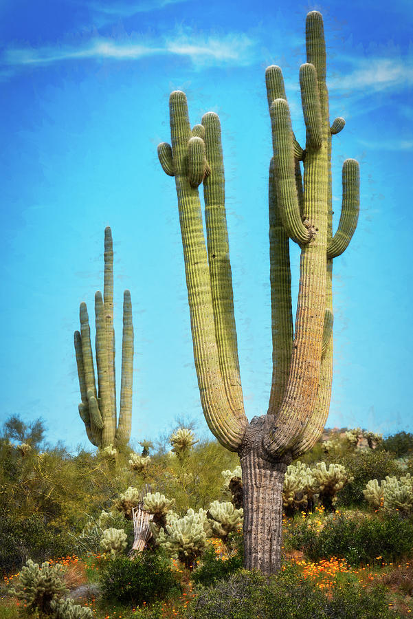 Poppies And Saguaro In The Sonoran  Photograph by Saija Lehtonen