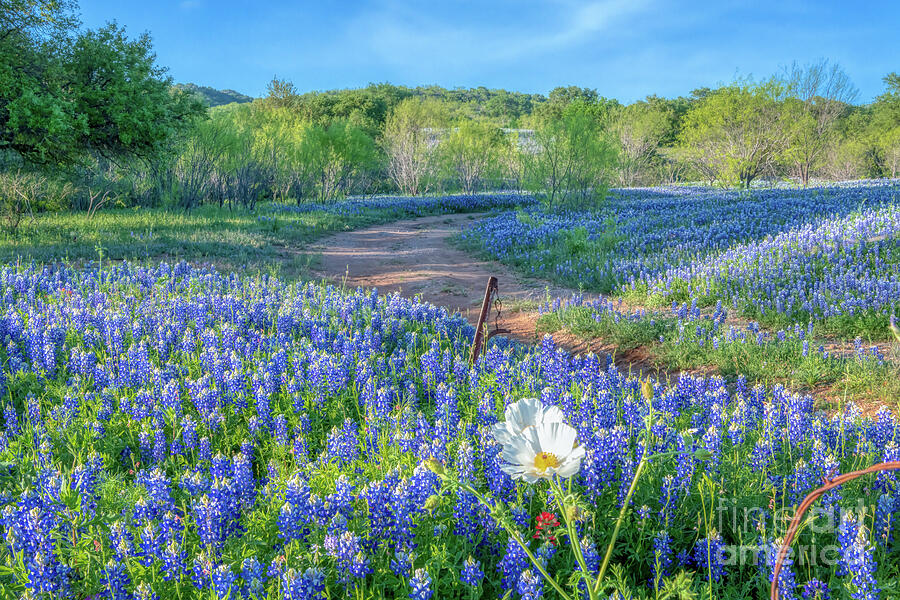 Poppies and Texas Bluebonnets Photograph by Bee Creek Photography - Tod ...