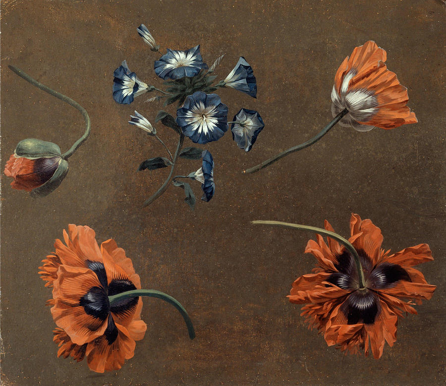 Poppy Painting - Poppies and Tradascanthus  by Unknown artist