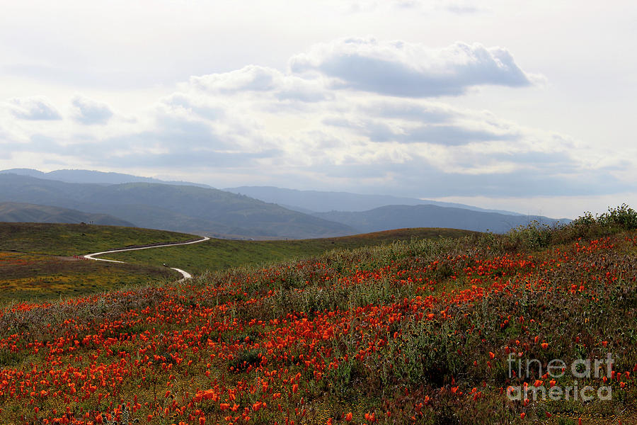 Poppies And Trail Photograph