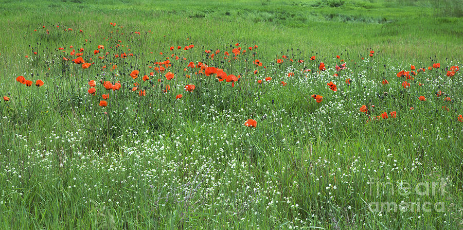 Poppies and Wildflowers Photograph by Kae Cheatham