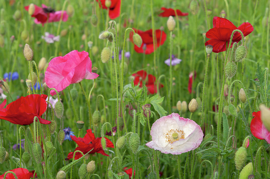 Poppies at Pictorial Meadow 1 Photograph by Jenny Rainbow