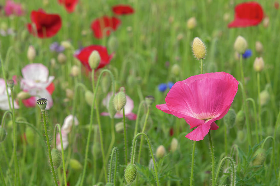 Poppies at Pictorial Meadow Photograph by Jenny Rainbow | Fine Art America