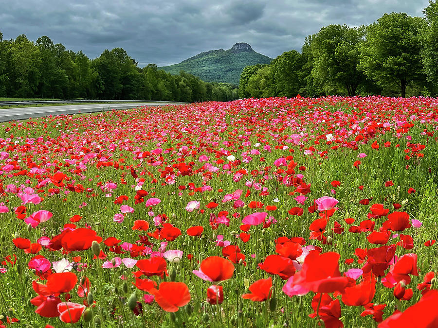 Poppies at Pilot Mountain Photograph by Chris Berrier
