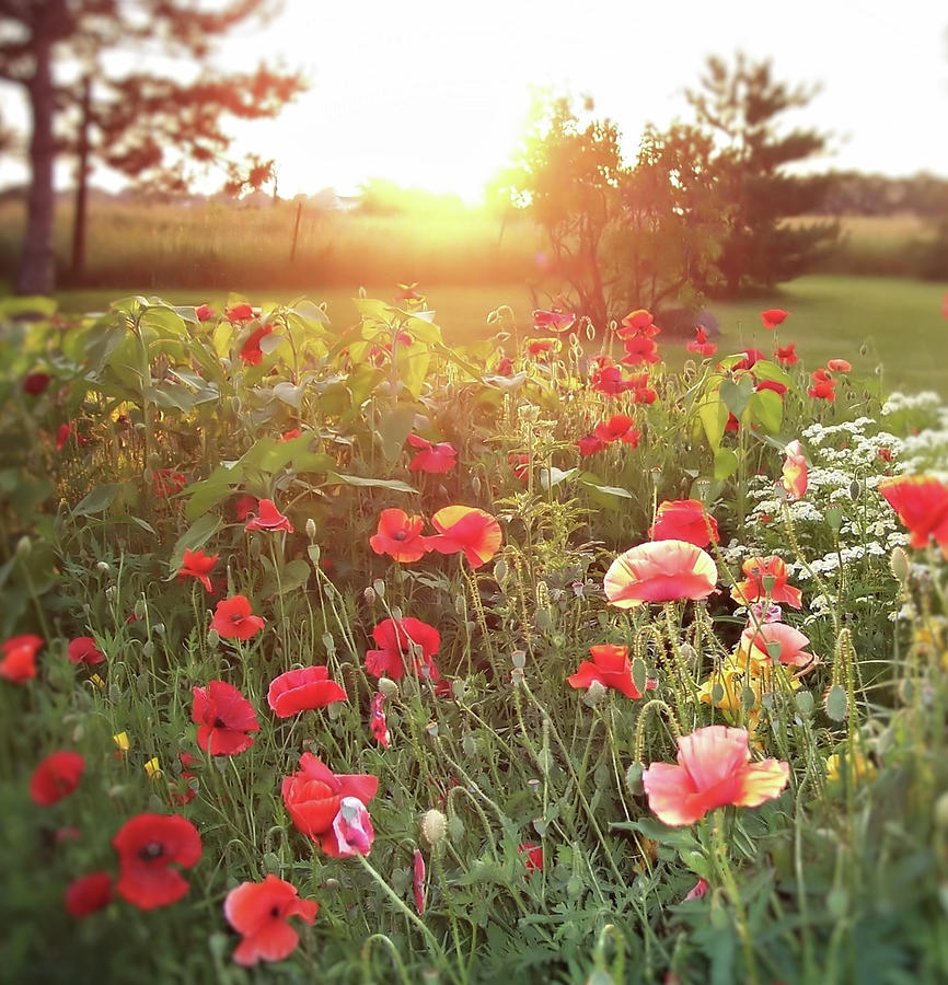 Poppies at Sunset Photograph by Mary Wolf
