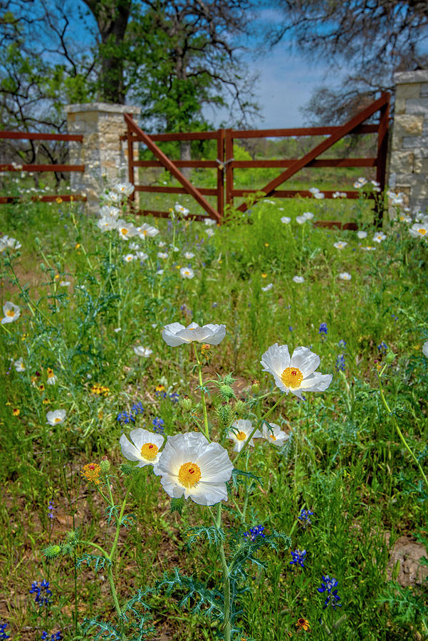 Poppies at the Gate Photograph by Lynn Bauer