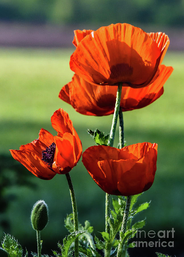 Poppies Blowing In The Wind Photograph