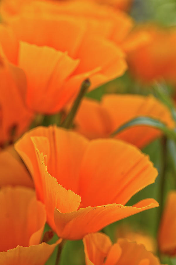 Poppies Photograph by Bob Falcone