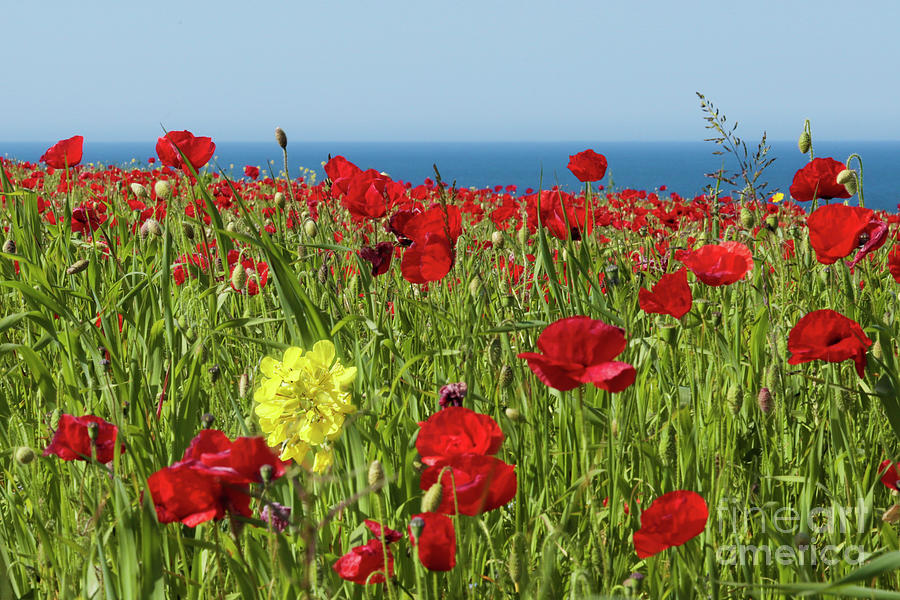Poppies By The Coast Photograph by Terri Waters