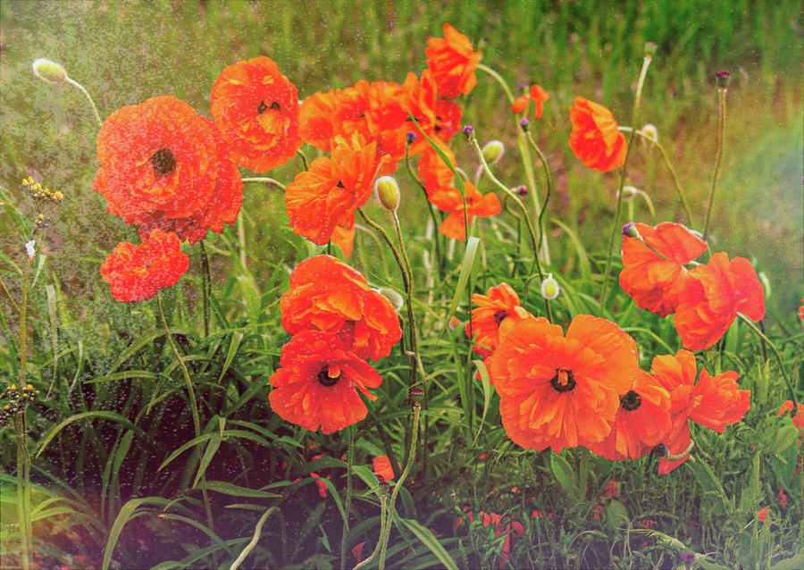 Poppies By The Dozen Photograph
