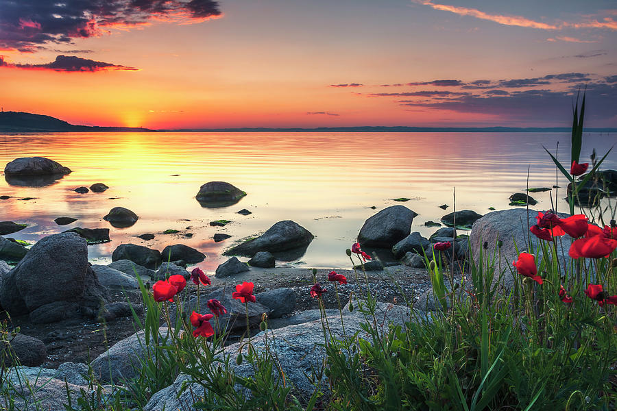Sunset Photograph - Poppies By the Sea by Evgeni Dinev