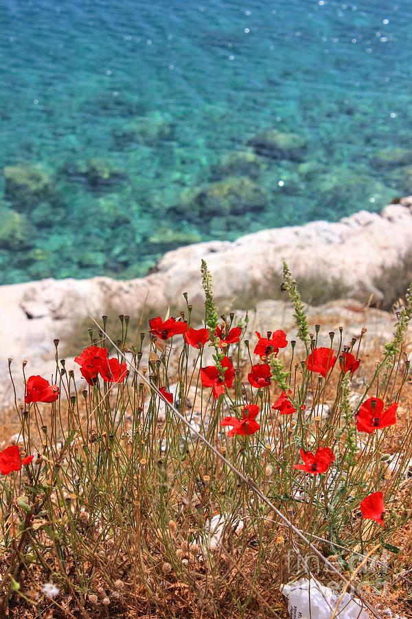 Poppies by the Sea Photograph by Vicki Spindler