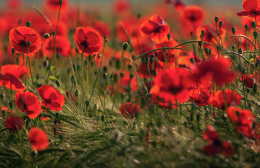 Poppies Photograph by Erik Simonic - Fine Art America