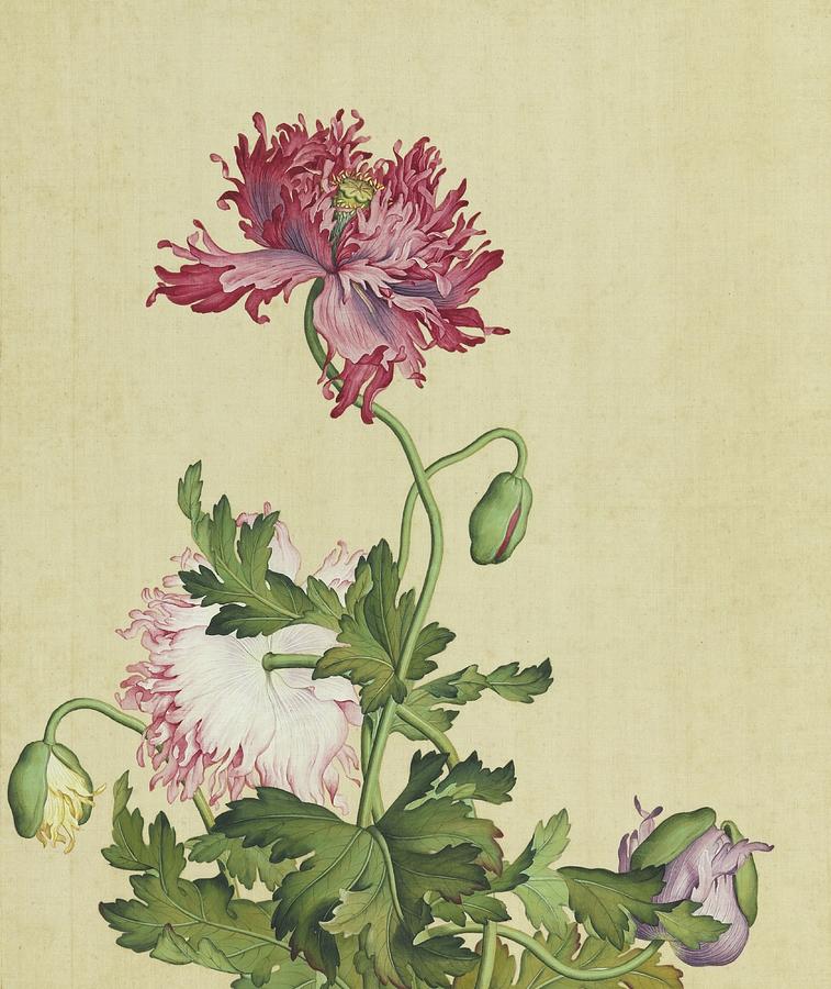 Poppies, flowers and buds - Chinese flower paintings Painting by Giuseppe Castiglione Lang Shining