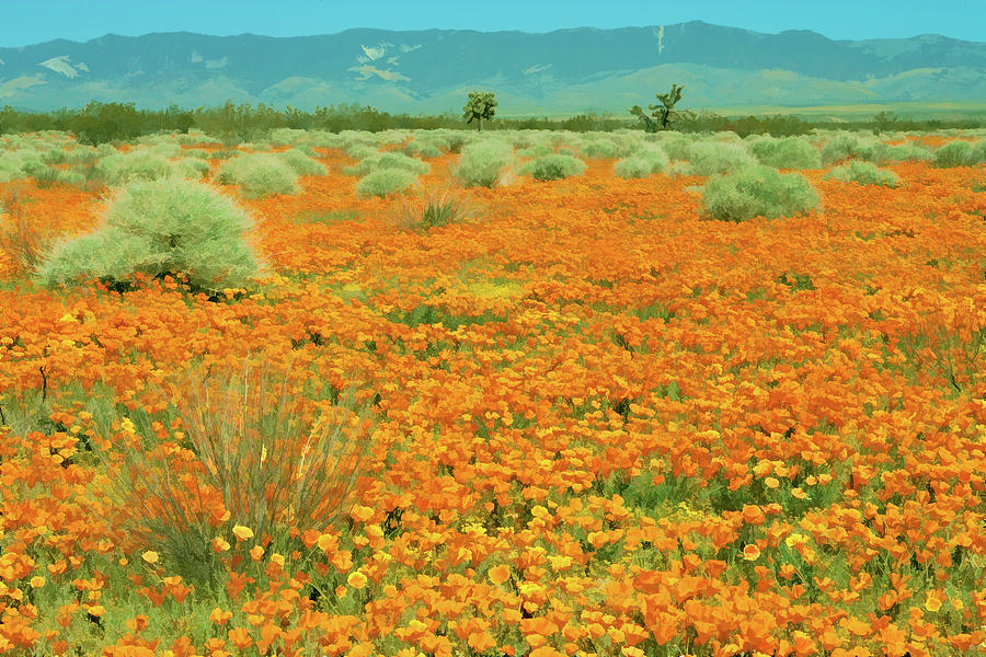 Poppies for Ever Mojave Desert California 2 Photograph by Ram Vasudev
