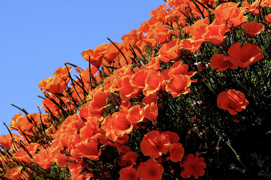 Poppies Galore Photograph by Engle Meredith Poppies Galore Photograph by Engle Meredith