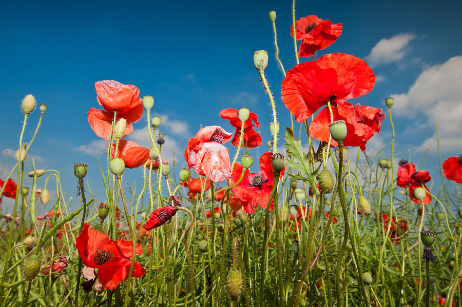 Poppies Photograph by GuyBerresfordPhotography