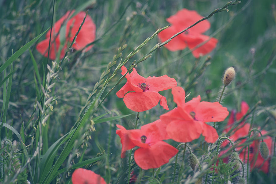 Poppies in a field Photograph by Andrew Lalchan