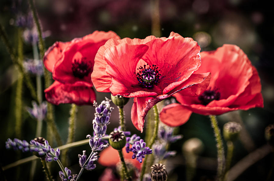 Poppies in a Garden Photograph by Maggie Terlecki