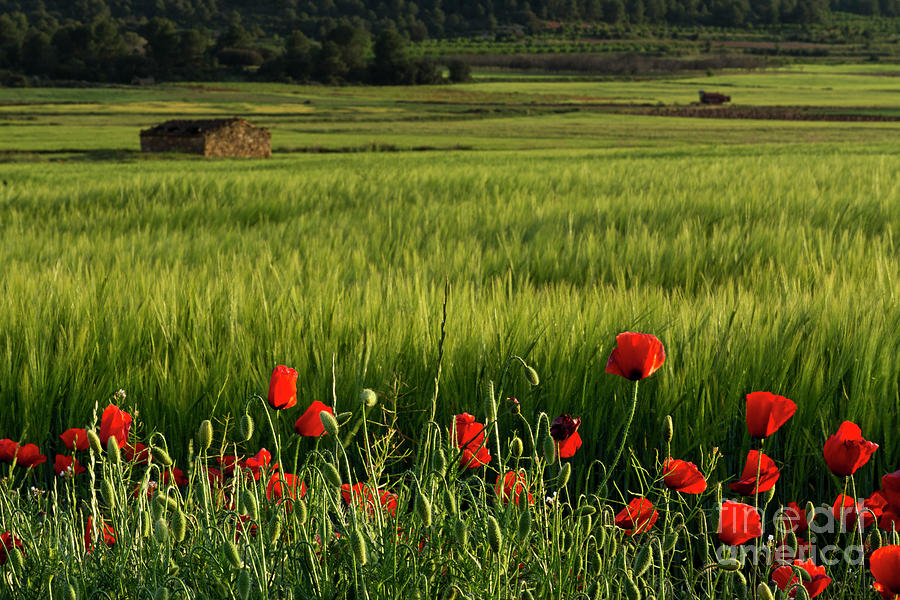 Poppies in field with shepherds hut Photograph by Vicente Sargues