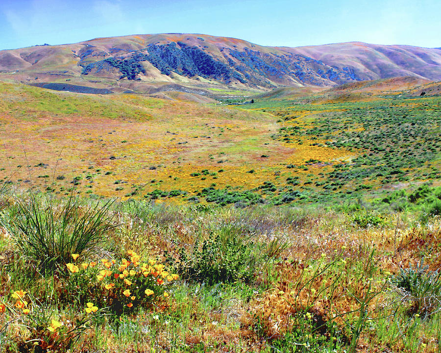 Poppies in Hungry Valley Photograph by Timothy Bulone