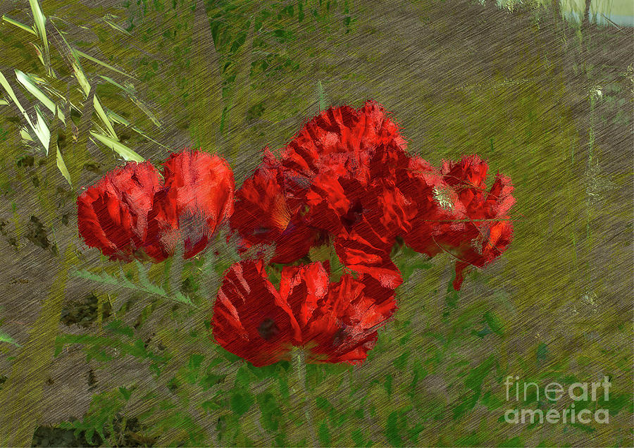 Poppies in Middleton Gardens-Watercolour Photograph by Pics By Tony