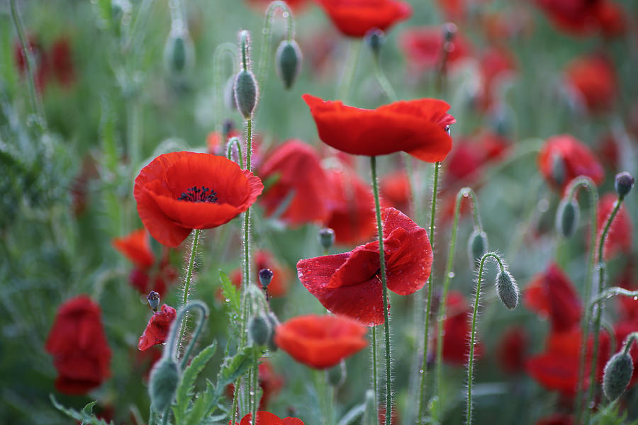Poppies in Springtime at Early Dawn Photograph by Rachel Morrison