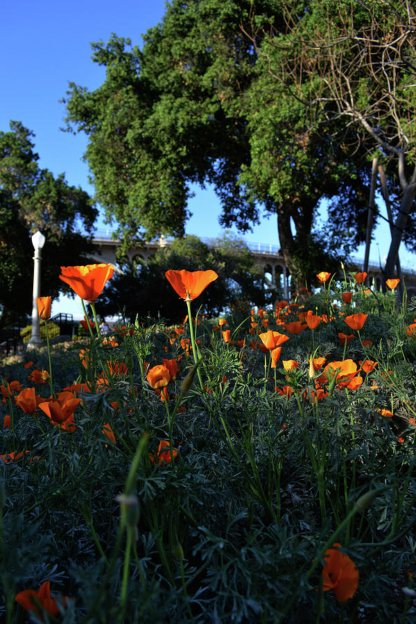 Poppies In The Arroyo - Pasadena Photograph by Glenn McCarthy Art and Photography