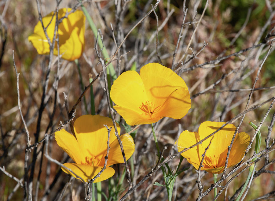 Poppies In The Desert Photograph