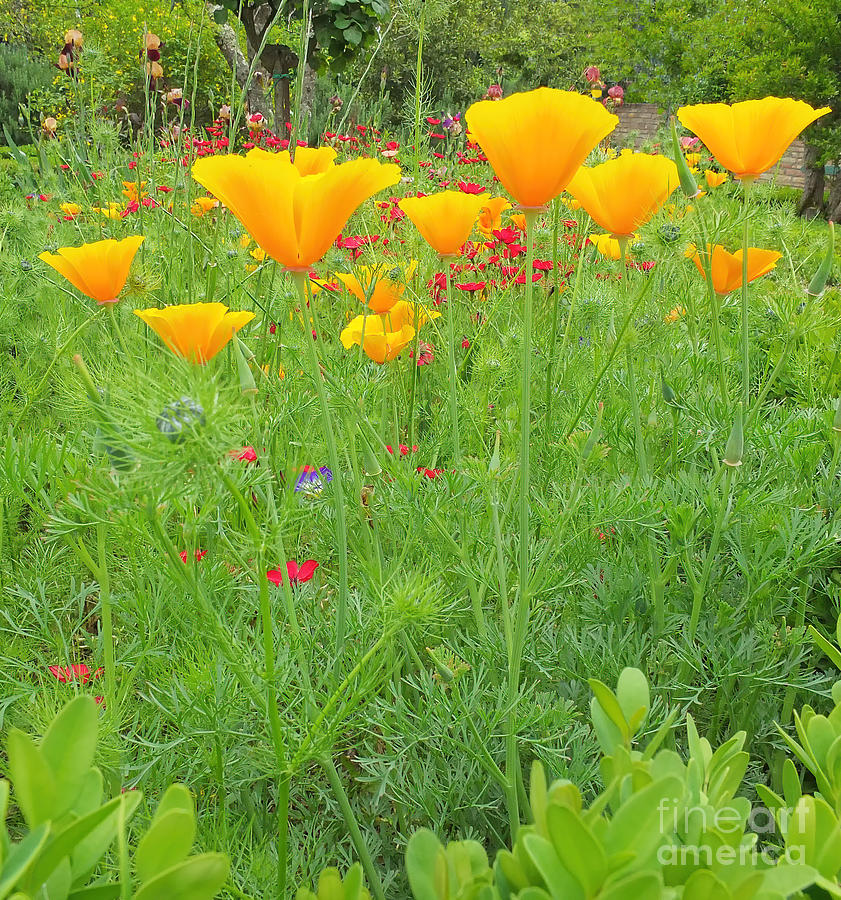 Poppies In The Garden 4 Photograph