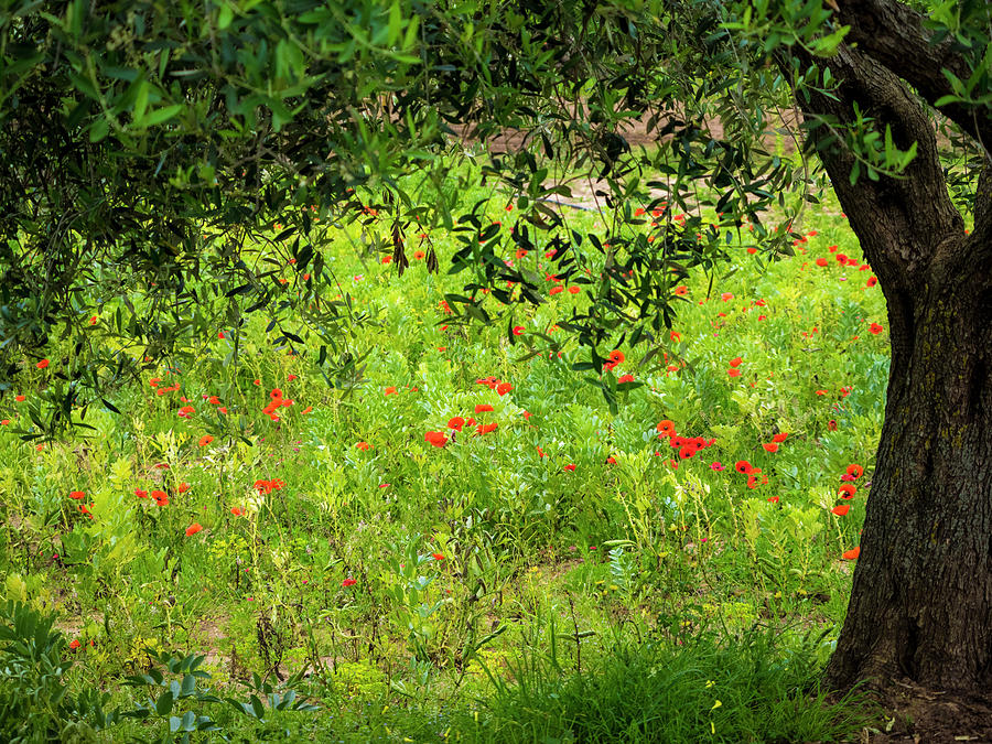 Poppies in the Olive Grove Photograph by Eggers Photography