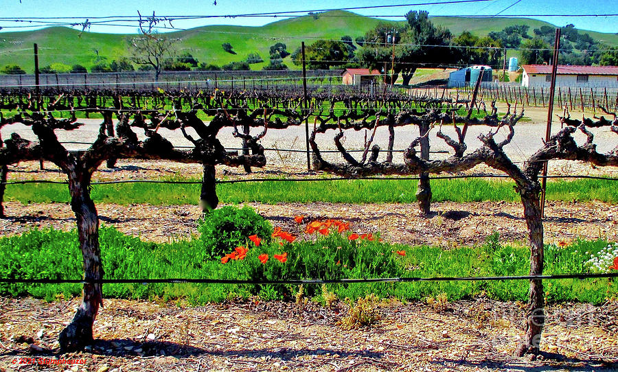 Poppies In The Vineyard Photograph