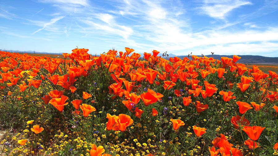 Poppies Photograph by Jay Binkly