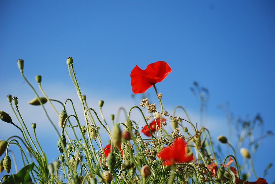 Poppies Photograph by Joanne Folland - Fine Art America