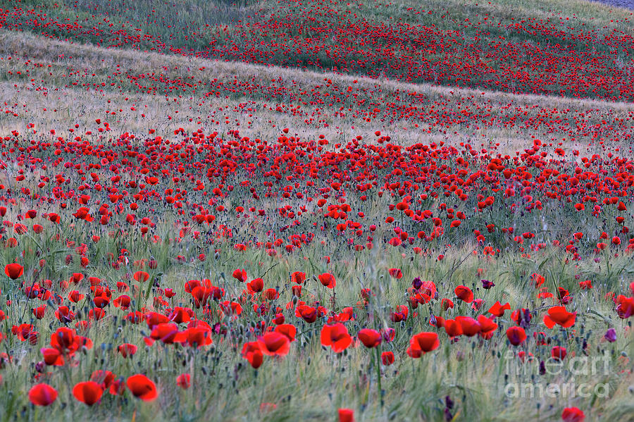 Poppies Photograph by Juan Carlos Ballesteros