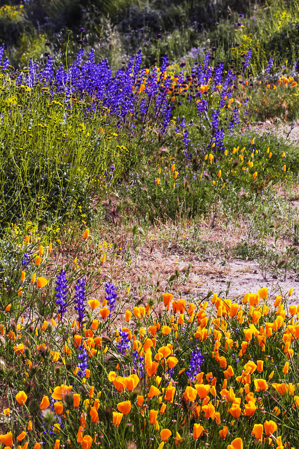 Poppies, Lupines, and Fiddlenecks Photograph by Virginia Lucas - Fine ...