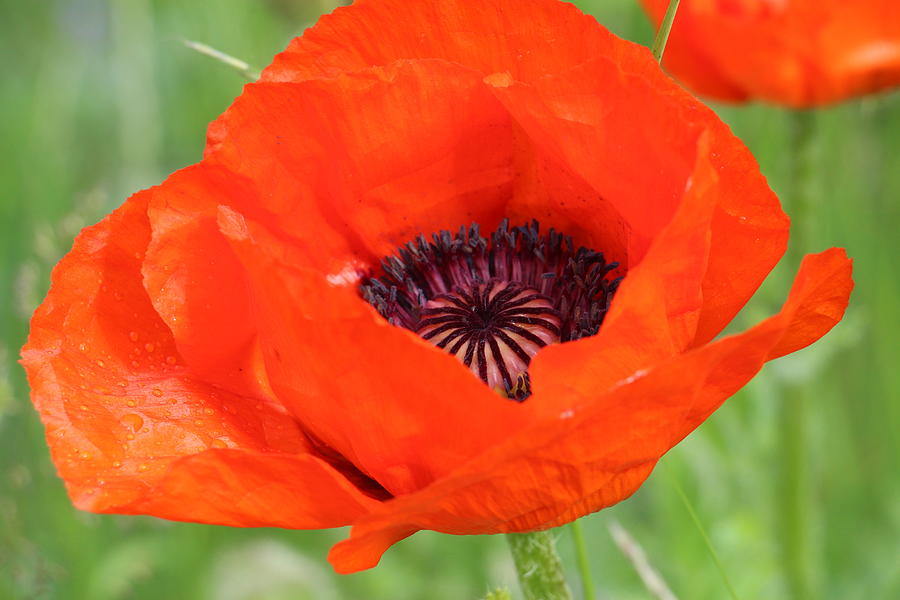 Poppies of Italy Photograph by Roslyn Weaver - Pixels