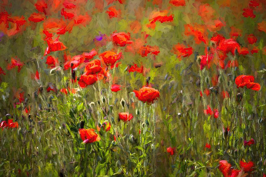 Poppies Of Peace Photograph by David Pyatt - Fine Art America