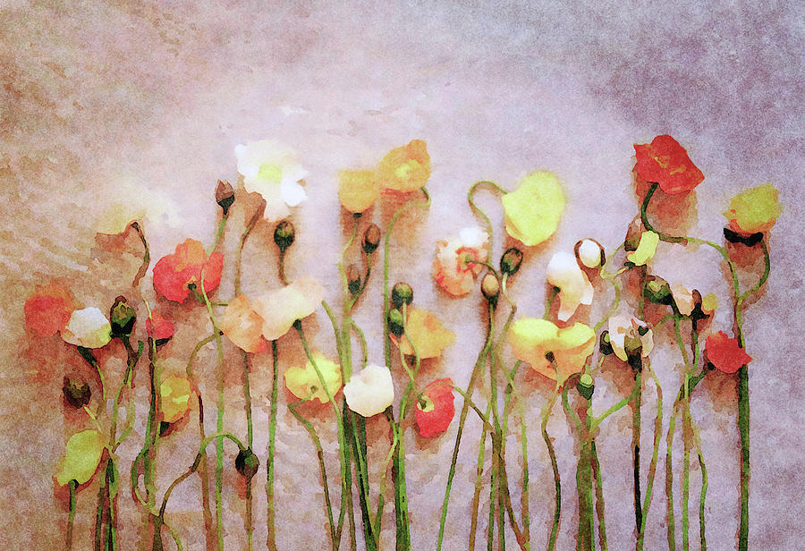 Poppies of Summers End Digital Art by Susan Maxwell Schmidt