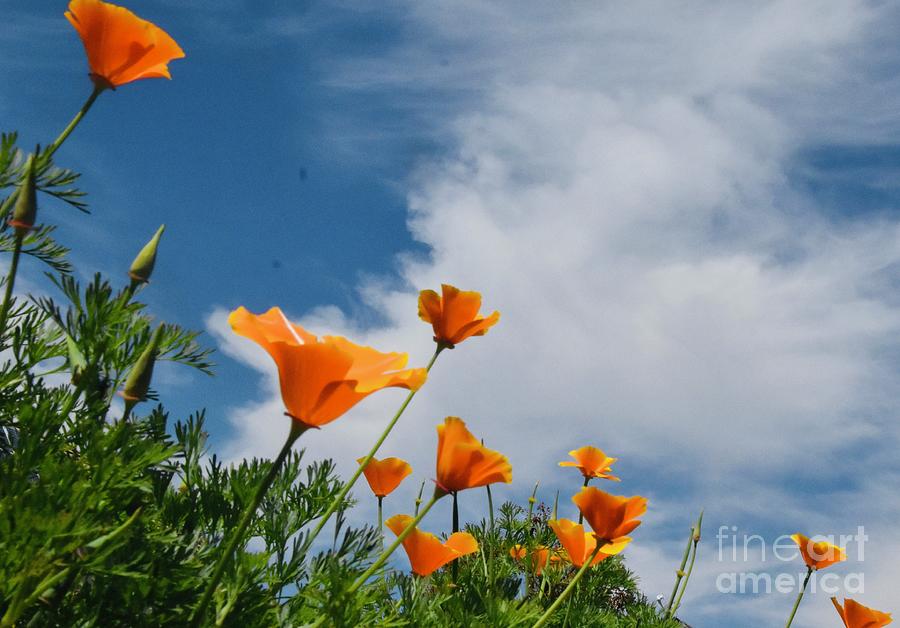 Poppies on a Hill Photograph by Johanne Peale