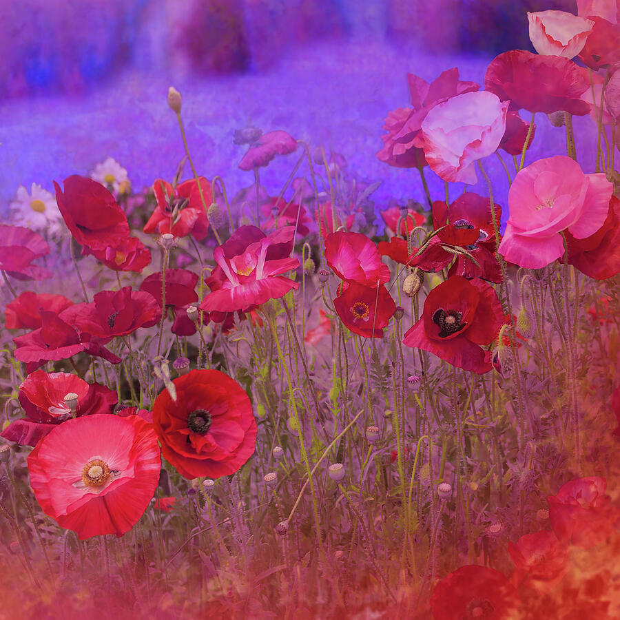 Poppies On Blue Photograph by Jeff Burgess