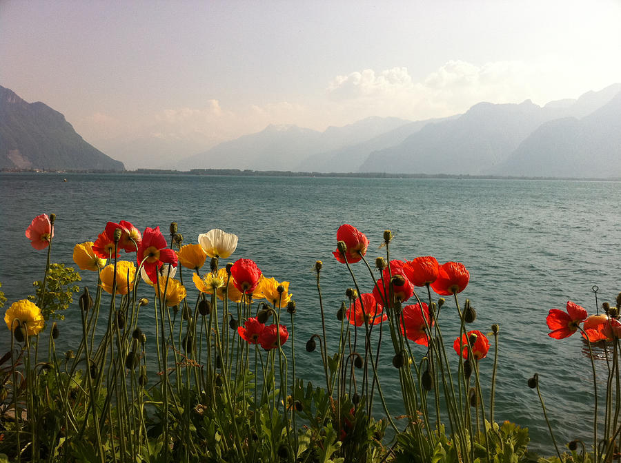 poppies on lake leman Switzerland Photograph by Joelle Philibert