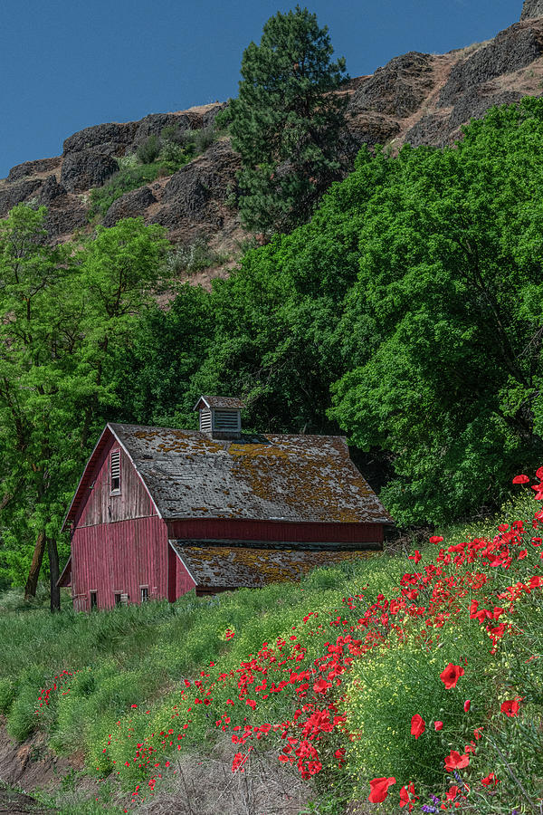 Poppies on the Hillside, A Vertical Landscape Photograph by Marcy Wielfaert