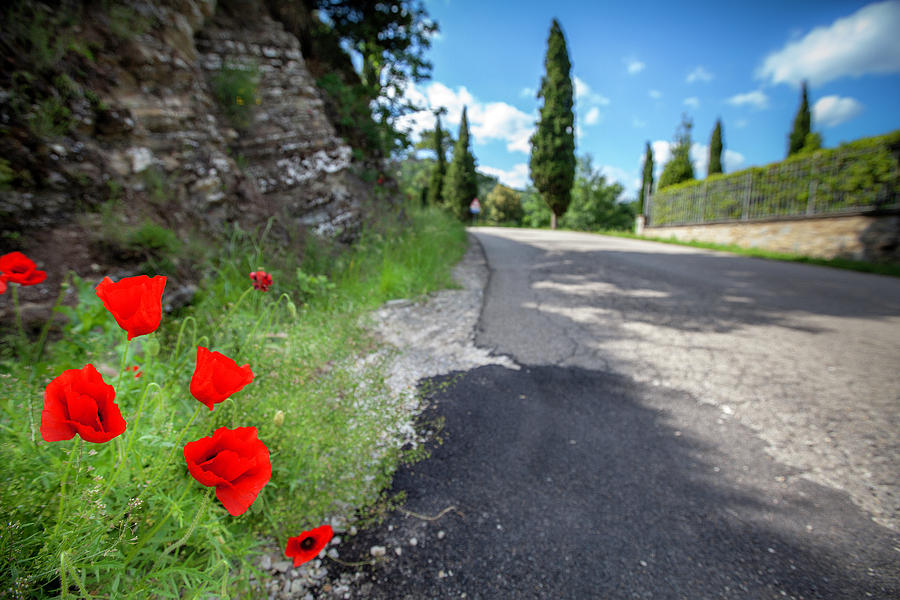 Poppies on the road Photograph by Al Hurley
