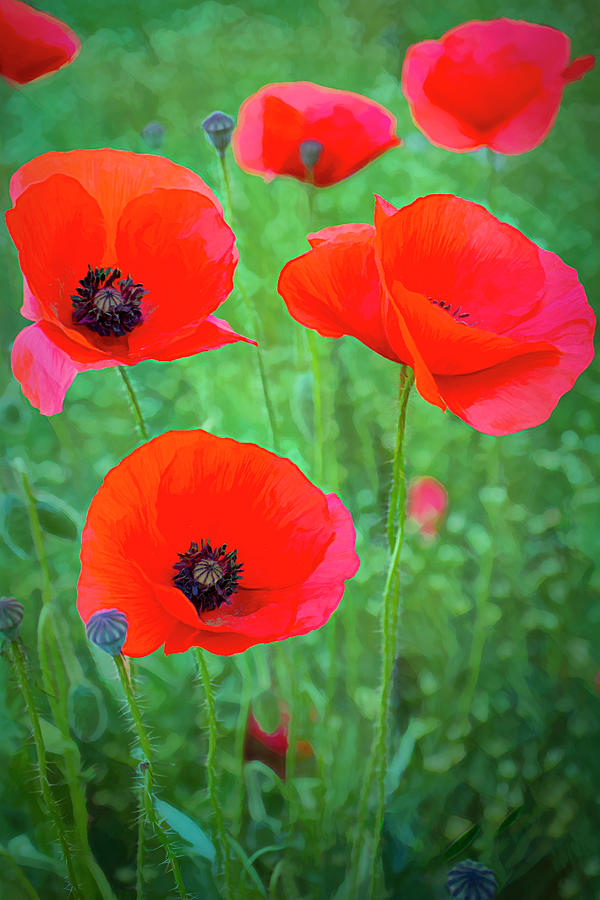 Poppies on the Trundle, Sussex Digital Art by Carl H Payne