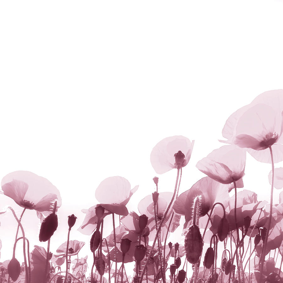 Poppies on White Digital Art by Carl H Payne