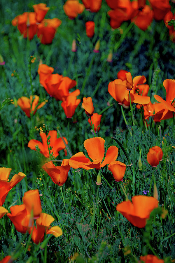 Poppies Photograph by Patricia Dennis